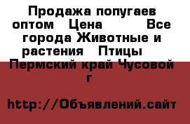 Продажа попугаев оптом › Цена ­ 500 - Все города Животные и растения » Птицы   . Пермский край,Чусовой г.